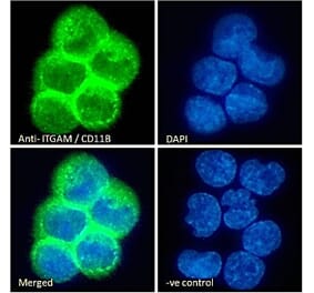 Immunofluorescence - Anti-CD11b Antibody (A83530) - Antibodies.com