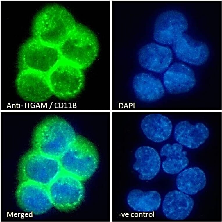 Immunofluorescence - Anti-CD11b Antibody (A83530) - Antibodies.com