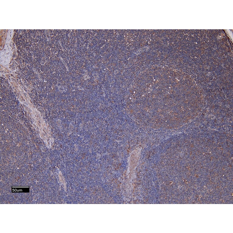 Immunohistochemistry - Anti-CD11b Antibody (A83530) - Antibodies.com
