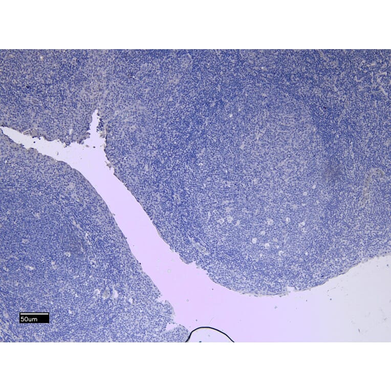 Immunohistochemistry - Anti-CD11b Antibody (A83530) - Antibodies.com