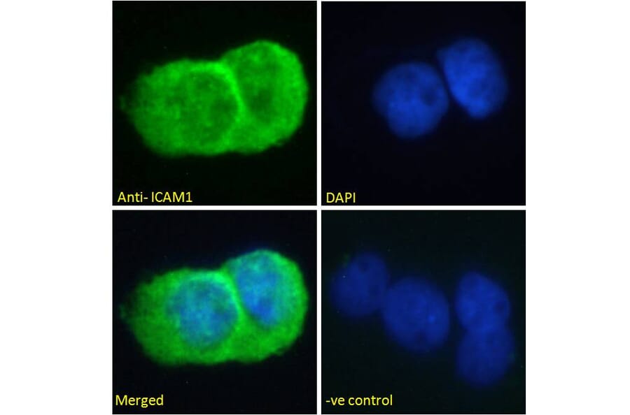 Immunofluorescence - Anti-ICAM1 Antibody (A83533) - Antibodies.com