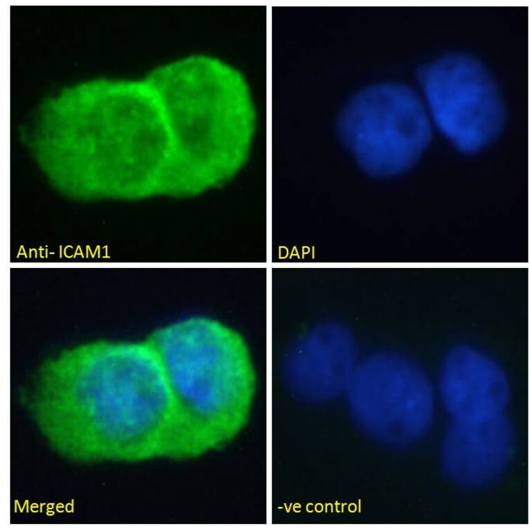 Immunofluorescence - Anti-ICAM1 Antibody (A83533) - Antibodies.com
