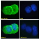 Immunofluorescence - Anti-ICAM1 Antibody (A83533) - Antibodies.com