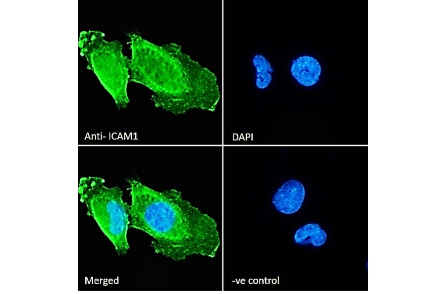 Immunofluorescence - Anti-ICAM1 Antibody (A83534) - Antibodies.com