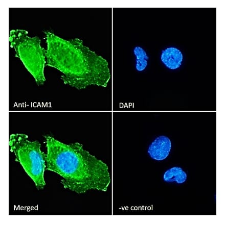 Immunofluorescence - Anti-ICAM1 Antibody (A83534) - Antibodies.com