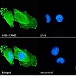 Immunofluorescence - Anti-ICAM1 Antibody (A83534) - Antibodies.com