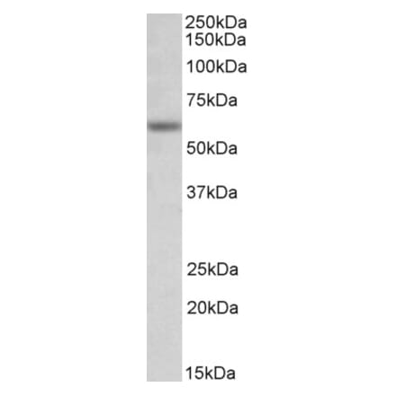 Western Blot - Anti-Glra1 Antibody (A83535) - Antibodies.com
