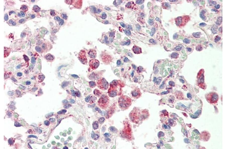 Immunohistochemistry - Anti-alpha 1 Glycine Receptor/GLRA1 Antibody (A83535) - Antibodies.com