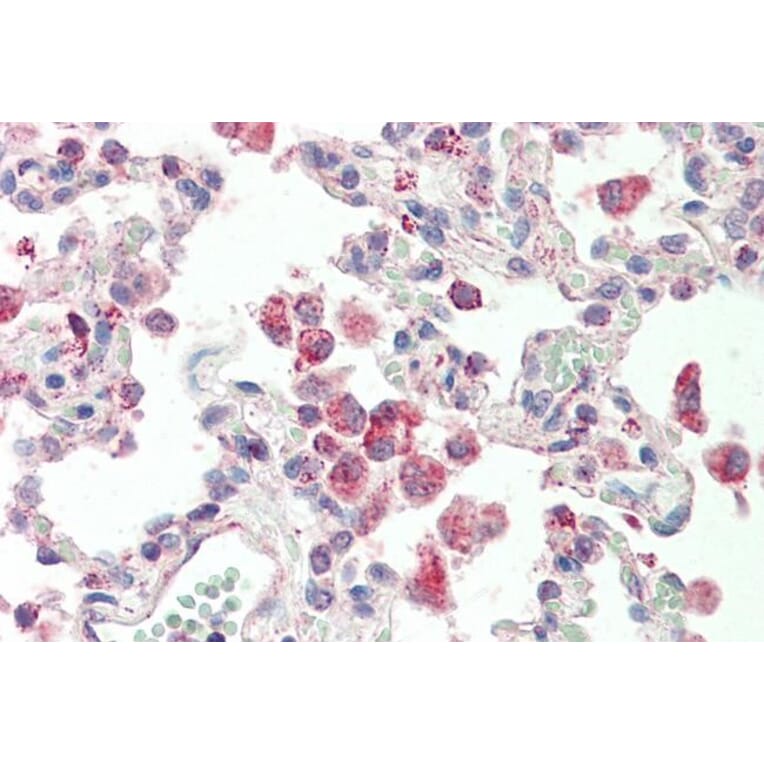 Immunohistochemistry - Anti-alpha 1 Glycine Receptor/GLRA1 Antibody (A83535) - Antibodies.com