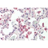 Immunohistochemistry - Anti-alpha 1 Glycine Receptor/GLRA1 Antibody (A83535) - Antibodies.com
