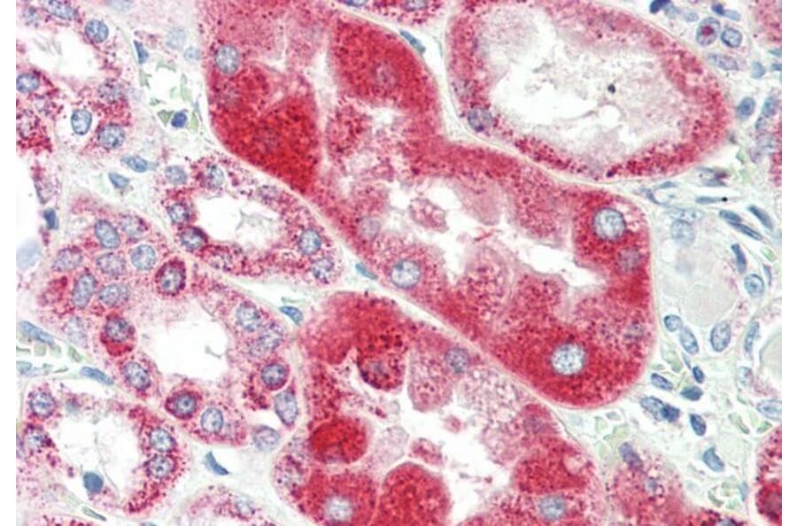 Immunohistochemistry - Anti-alpha 1 Glycine Receptor/GLRA1 Antibody (A83535) - Antibodies.com