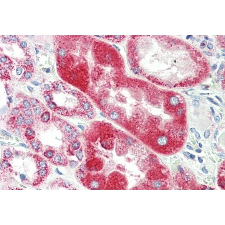 Immunohistochemistry - Anti-alpha 1 Glycine Receptor/GLRA1 Antibody (A83535) - Antibodies.com