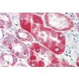 Immunohistochemistry - Anti-alpha 1 Glycine Receptor/GLRA1 Antibody (A83535) - Antibodies.com