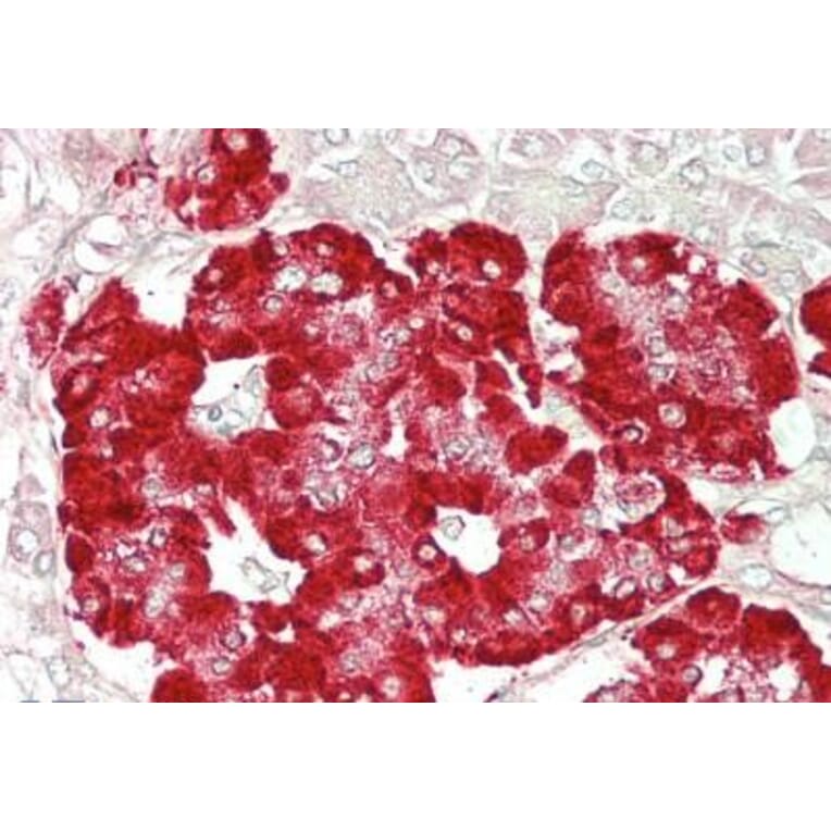 Immunohistochemistry - Anti-GLP-1R Antibody (A83536) - Antibodies.com