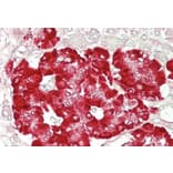 Immunohistochemistry - Anti-GLP-1R Antibody (A83536) - Antibodies.com