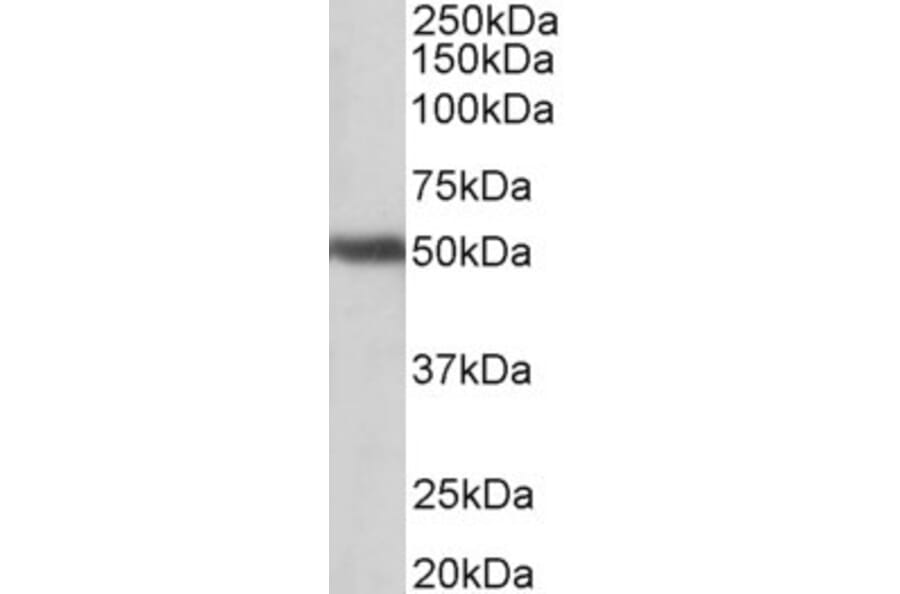 Western Blot - Anti-GPR83 Antibody (A83538) - Antibodies.com