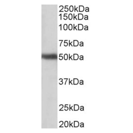 Western Blot - Anti-GPR83 Antibody (A83538) - Antibodies.com