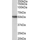 Western Blot - Anti-GPR83 Antibody (A83538) - Antibodies.com