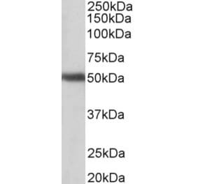 Western Blot - Anti-GPR83 Antibody (A83538) - Antibodies.com