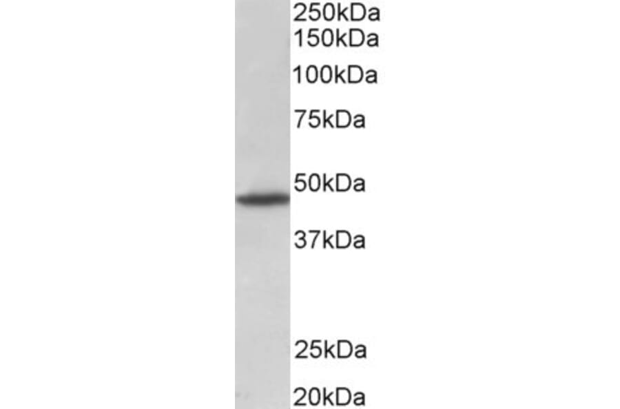 Western Blot - Anti-GPR83 Antibody (A83539) - Antibodies.com