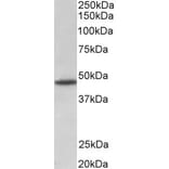 Western Blot - Anti-GPR83 Antibody (A83539) - Antibodies.com