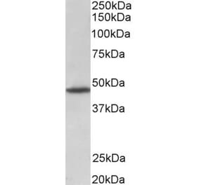 Western Blot - Anti-GPR83 Antibody (A83539) - Antibodies.com