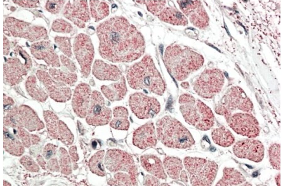 Immunohistochemistry - Anti-proANP Antibody (A83541) - Antibodies.com