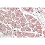 Immunohistochemistry - Anti-proANP Antibody (A83541) - Antibodies.com