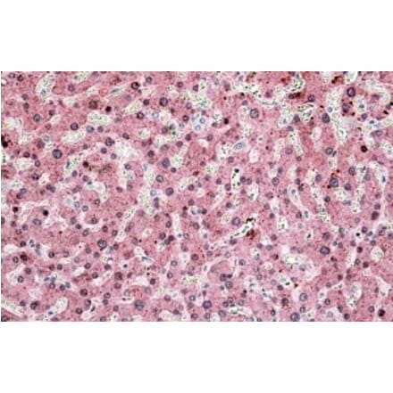 Immunohistochemistry - Anti-ITIH4 Antibody (A83542) - Antibodies.com