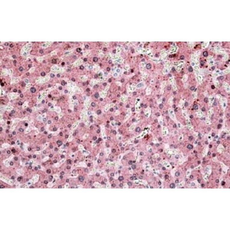 Immunohistochemistry - Anti-ITIH4 Antibody (A83542) - Antibodies.com