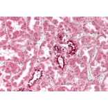 Immunohistochemistry - Anti-Fragilis Antibody (A83544) - Antibodies.com