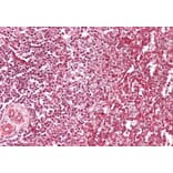 Immunohistochemistry - Anti-Fragilis Antibody (A83544) - Antibodies.com