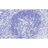 Immunohistochemistry - Anti-CD28 Antibody (A83546) - Antibodies.com