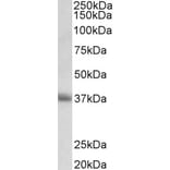 Western Blot - Anti-CD7 Antibody (A83547) - Antibodies.com