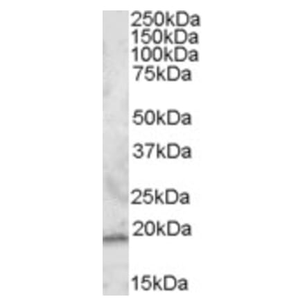 Western Blot - Anti-RGS13 Antibody (A83549) - Antibodies.com