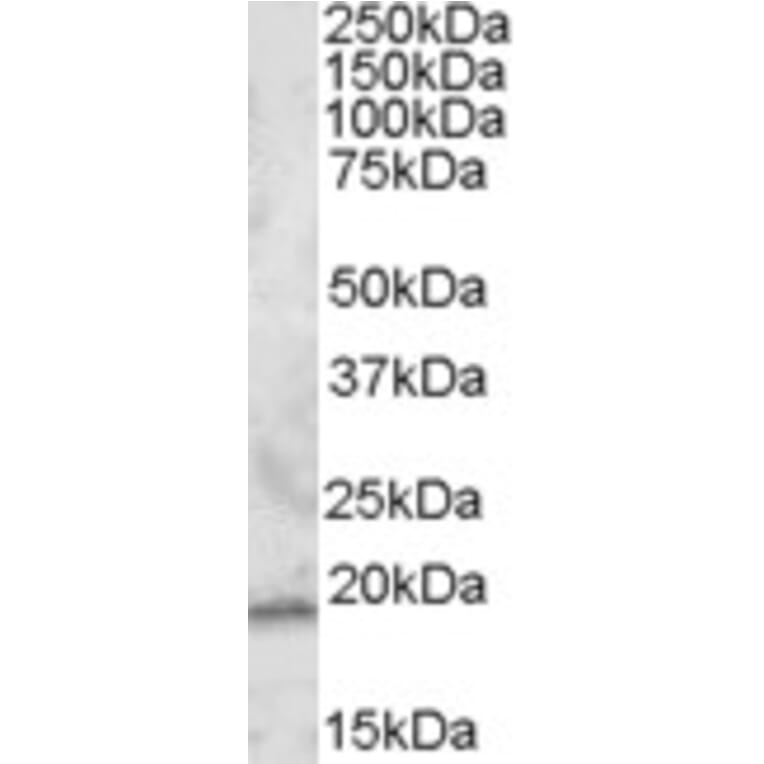 Western Blot - Anti-RGS13 Antibody (A83549) - Antibodies.com