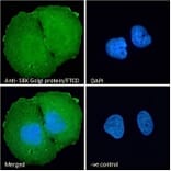Immunofluorescence - Anti-58K Golgi Protein Antibody (A83551) - Antibodies.com