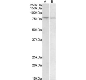 Western Blot - Anti-BACH1 Antibody (A83552) - Antibodies.com