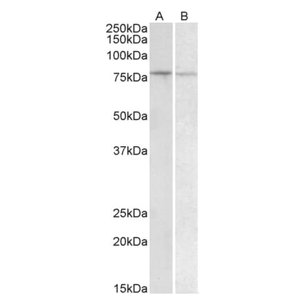 Western Blot - Anti-BACH1 Antibody (A83552) - Antibodies.com