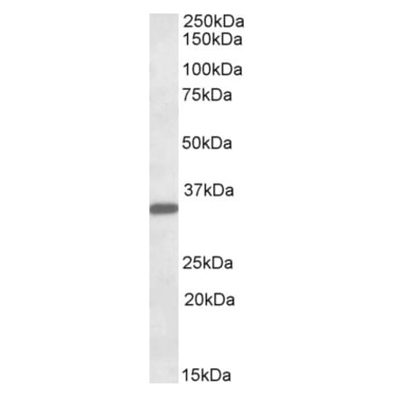 Western Blot - Anti-FGL1 Antibody (A83553) - Antibodies.com