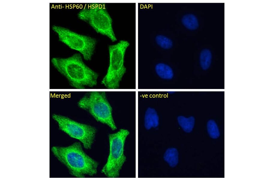 Immunofluorescence - Anti-Hsp60 Antibody (A83554) - Antibodies.com