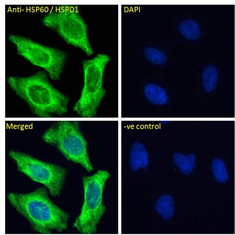 Immunofluorescence - Anti-Hsp60 Antibody (A83554) - Antibodies.com