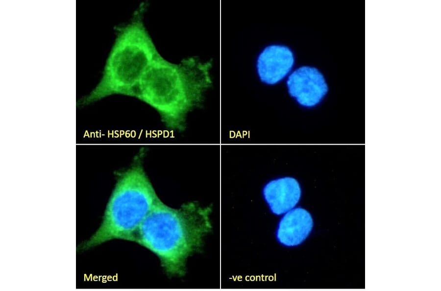 Immunofluorescence - Anti-Hsp60 Antibody (A83554) - Antibodies.com