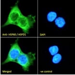 Immunofluorescence - Anti-Hsp60 Antibody (A83554) - Antibodies.com