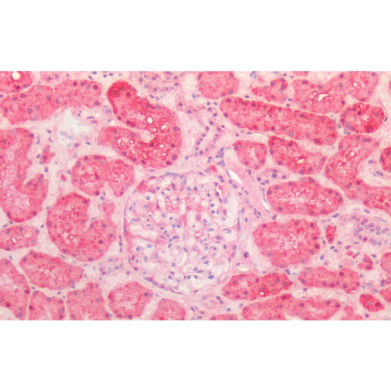 Immunohistochemistry - Anti-Hsp60 Antibody (A83554) - Antibodies.com
