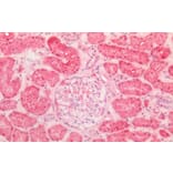Immunohistochemistry - Anti-Hsp60 Antibody (A83554) - Antibodies.com