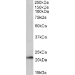Western Blot - Anti-TMEM205 Antibody (A83555) - Antibodies.com
