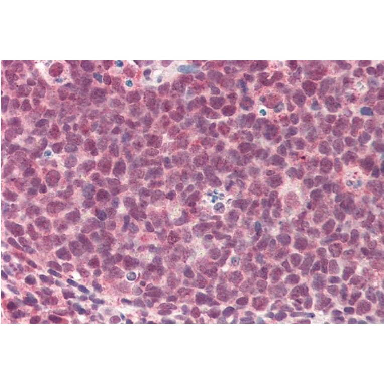 Immunohistochemistry - Anti-TMEM205 Antibody (A83555) - Antibodies.com