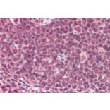 Immunohistochemistry - Anti-TMEM205 Antibody (A83555) - Antibodies.com