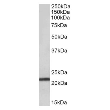Western Blot - Anti-TMEM205 Antibody (A83556) - Antibodies.com